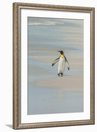 Falkland Islands, East Falkland. King Penguin Walking on Beach-Cathy & Gordon Illg-Framed Photographic Print