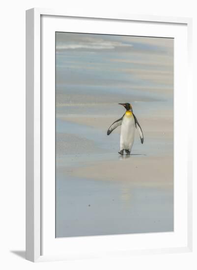 Falkland Islands, East Falkland. King Penguin Walking on Beach-Cathy & Gordon Illg-Framed Photographic Print