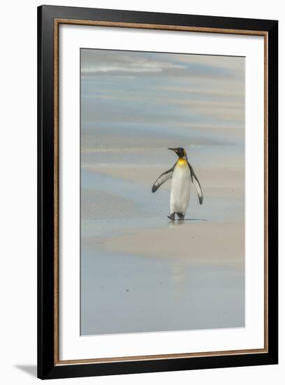 Falkland Islands, East Falkland. King Penguin Walking on Beach-Cathy & Gordon Illg-Framed Photographic Print