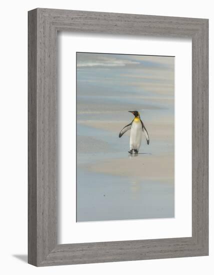 Falkland Islands, East Falkland. King Penguin Walking on Beach-Cathy & Gordon Illg-Framed Photographic Print