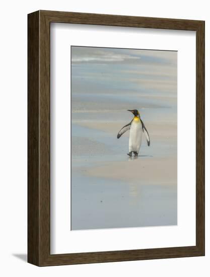 Falkland Islands, East Falkland. King Penguin Walking on Beach-Cathy & Gordon Illg-Framed Photographic Print