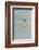 Falkland Islands, East Falkland. King Penguin Walking on Beach-Cathy & Gordon Illg-Framed Photographic Print