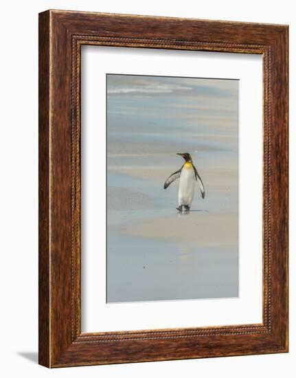 Falkland Islands, East Falkland. King Penguin Walking on Beach-Cathy & Gordon Illg-Framed Photographic Print