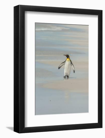 Falkland Islands, East Falkland. King Penguin Walking on Beach-Cathy & Gordon Illg-Framed Photographic Print