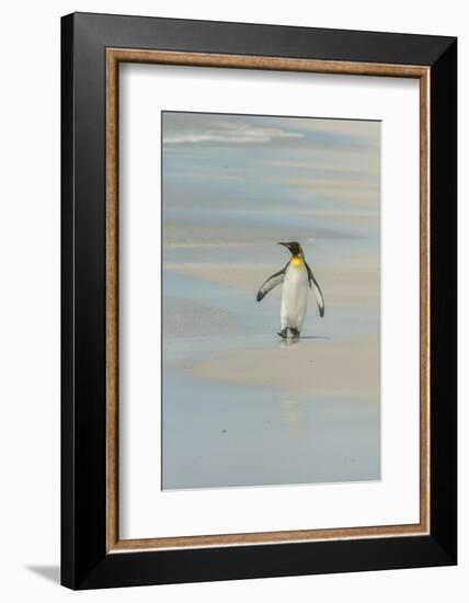 Falkland Islands, East Falkland. King Penguin Walking on Beach-Cathy & Gordon Illg-Framed Photographic Print