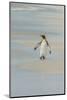 Falkland Islands, East Falkland. King Penguin Walking on Beach-Cathy & Gordon Illg-Mounted Photographic Print