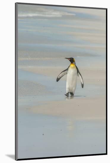 Falkland Islands, East Falkland. King Penguin Walking on Beach-Cathy & Gordon Illg-Mounted Photographic Print