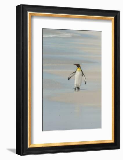 Falkland Islands, East Falkland. King Penguin Walking on Beach-Cathy & Gordon Illg-Framed Photographic Print