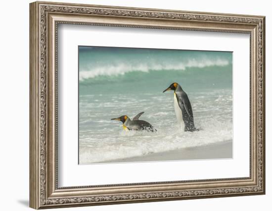 Falkland Islands, East Falkland. King Penguins in Beach Surf-Cathy & Gordon Illg-Framed Photographic Print