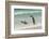 Falkland Islands, East Falkland. King Penguins in Beach Surf-Cathy & Gordon Illg-Framed Photographic Print