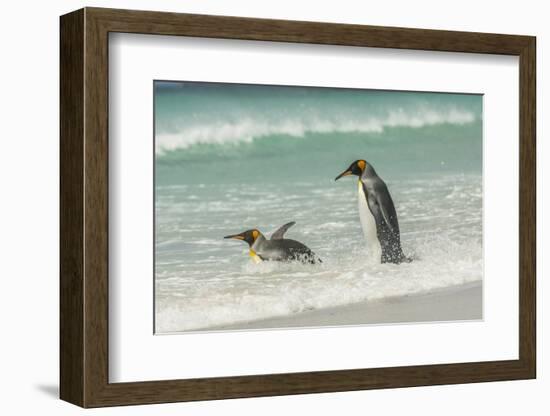Falkland Islands, East Falkland. King Penguins in Beach Surf-Cathy & Gordon Illg-Framed Photographic Print