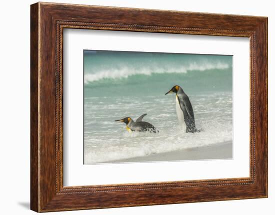 Falkland Islands, East Falkland. King Penguins in Beach Surf-Cathy & Gordon Illg-Framed Photographic Print