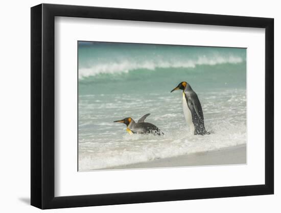 Falkland Islands, East Falkland. King Penguins in Beach Surf-Cathy & Gordon Illg-Framed Photographic Print