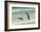 Falkland Islands, East Falkland. King Penguins in Beach Surf-Cathy & Gordon Illg-Framed Photographic Print