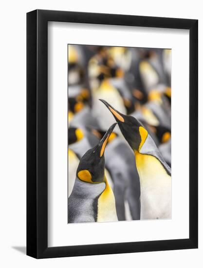 Falkland Islands, East Falkland. King penguins in colony.-Jaynes Gallery-Framed Photographic Print