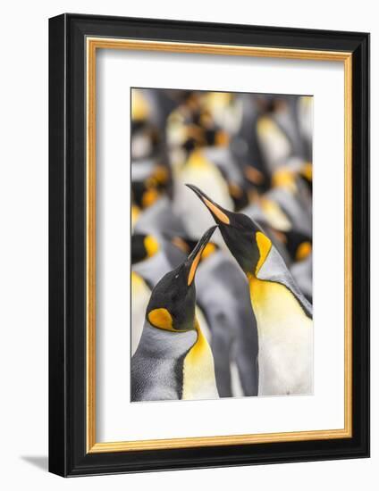 Falkland Islands, East Falkland. King penguins in colony.-Jaynes Gallery-Framed Photographic Print