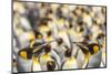 Falkland Islands, East Falkland. King penguins in colony.-Jaynes Gallery-Mounted Photographic Print