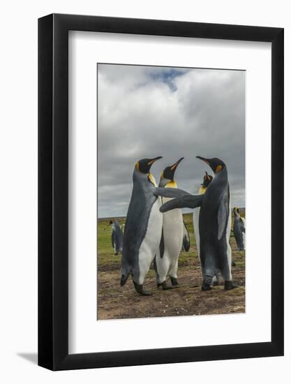 Falkland Islands, East Falkland. King Penguins in Dominance Display-Cathy & Gordon Illg-Framed Photographic Print