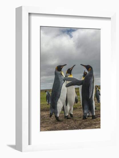 Falkland Islands, East Falkland. King Penguins in Dominance Display-Cathy & Gordon Illg-Framed Photographic Print