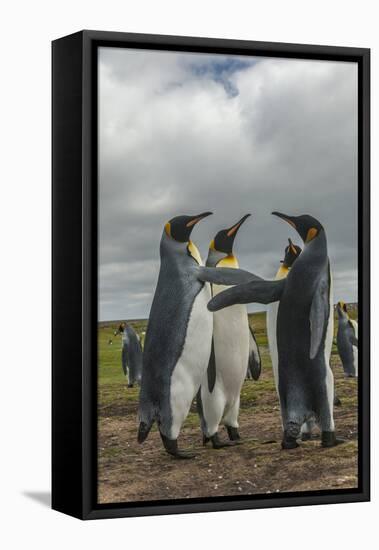 Falkland Islands, East Falkland. King Penguins in Dominance Display-Cathy & Gordon Illg-Framed Premier Image Canvas