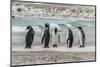 Falkland Islands, East Falkland. King Penguins on Beach-Cathy & Gordon Illg-Mounted Photographic Print