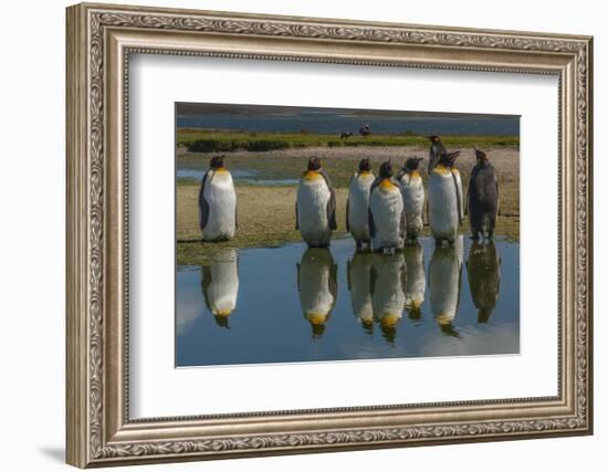 Falkland Islands, East Falkland. King Penguins Reflecting in Water-Cathy & Gordon Illg-Framed Photographic Print