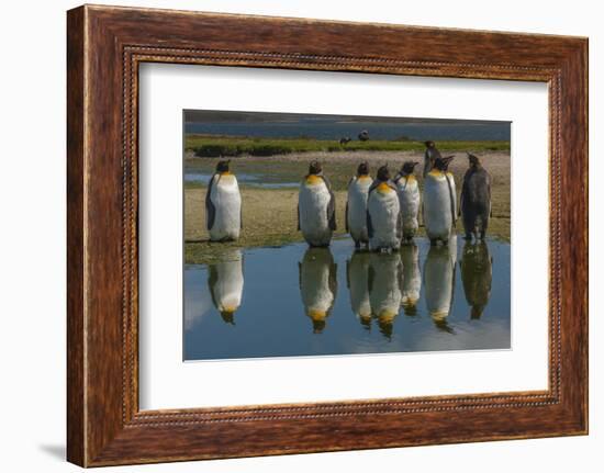 Falkland Islands, East Falkland. King Penguins Reflecting in Water-Cathy & Gordon Illg-Framed Photographic Print