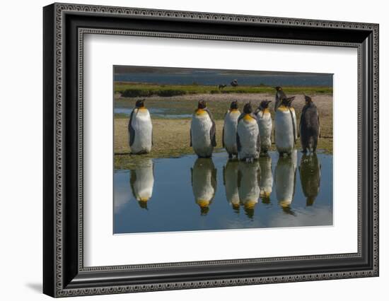 Falkland Islands, East Falkland. King Penguins Reflecting in Water-Cathy & Gordon Illg-Framed Photographic Print