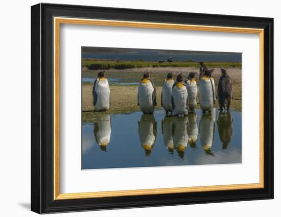 Falkland Islands, East Falkland. King Penguins Reflecting in Water-Cathy & Gordon Illg-Framed Photographic Print