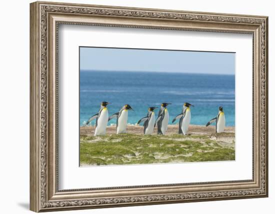 Falkland Islands, East Falkland. King Penguins Walking-Cathy & Gordon Illg-Framed Photographic Print