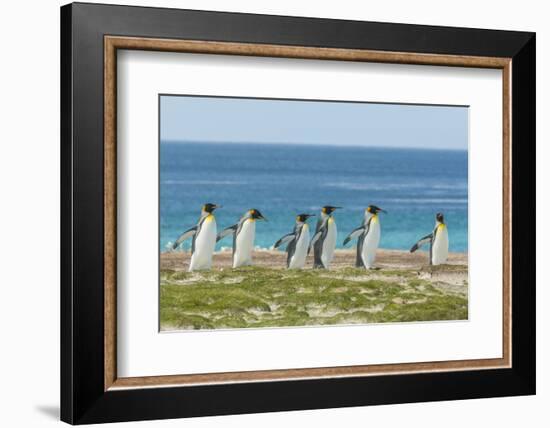 Falkland Islands, East Falkland. King Penguins Walking-Cathy & Gordon Illg-Framed Photographic Print