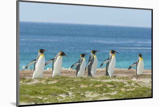 Falkland Islands, East Falkland. King Penguins Walking-Cathy & Gordon Illg-Mounted Photographic Print
