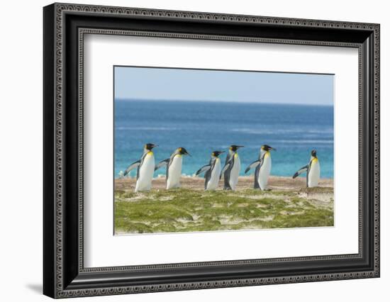 Falkland Islands, East Falkland. King Penguins Walking-Cathy & Gordon Illg-Framed Photographic Print