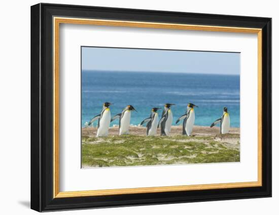 Falkland Islands, East Falkland. King Penguins Walking-Cathy & Gordon Illg-Framed Photographic Print