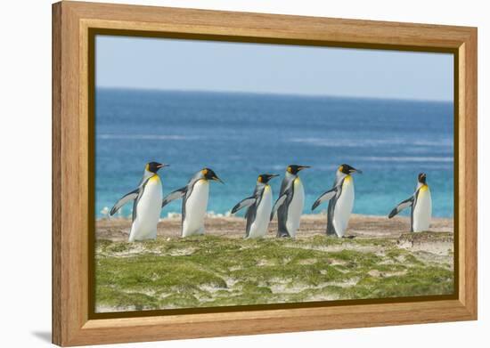 Falkland Islands, East Falkland. King Penguins Walking-Cathy & Gordon Illg-Framed Premier Image Canvas