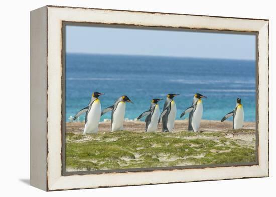 Falkland Islands, East Falkland. King Penguins Walking-Cathy & Gordon Illg-Framed Premier Image Canvas