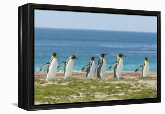 Falkland Islands, East Falkland. King Penguins Walking-Cathy & Gordon Illg-Framed Premier Image Canvas