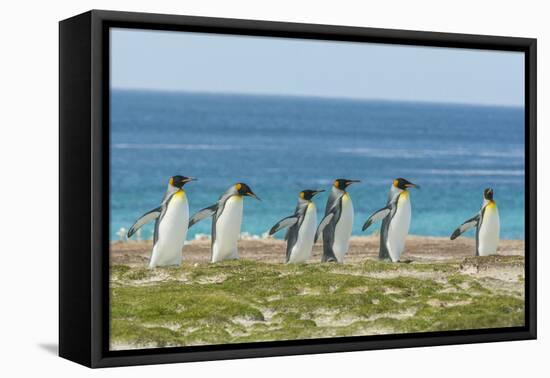 Falkland Islands, East Falkland. King Penguins Walking-Cathy & Gordon Illg-Framed Premier Image Canvas