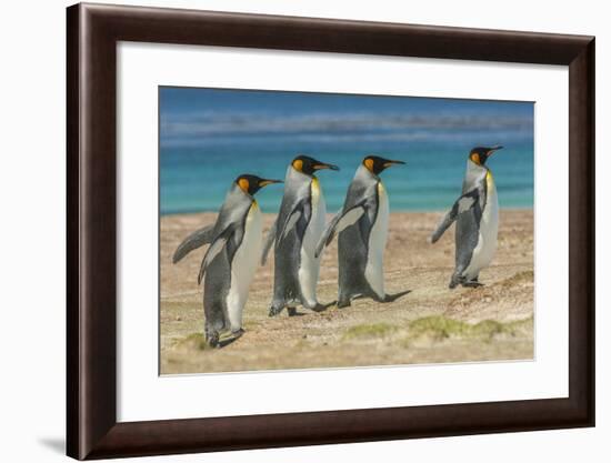 Falkland Islands, East Falkland. King Penguins Walking-Cathy & Gordon Illg-Framed Photographic Print