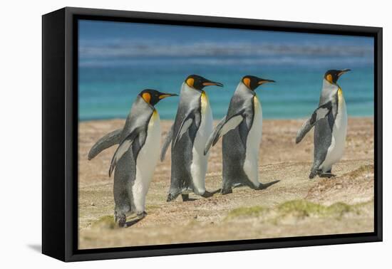 Falkland Islands, East Falkland. King Penguins Walking-Cathy & Gordon Illg-Framed Premier Image Canvas