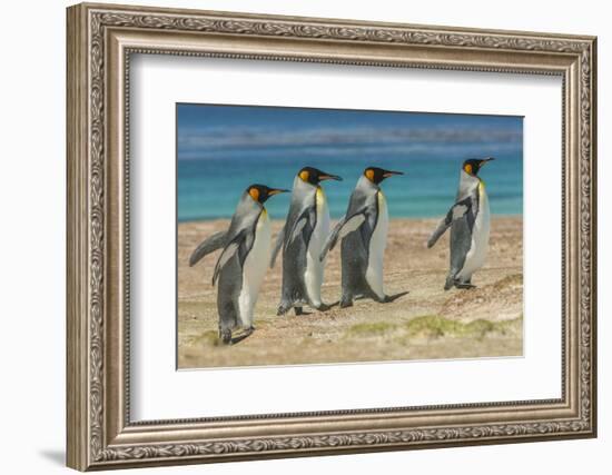 Falkland Islands, East Falkland. King Penguins Walking-Cathy & Gordon Illg-Framed Photographic Print