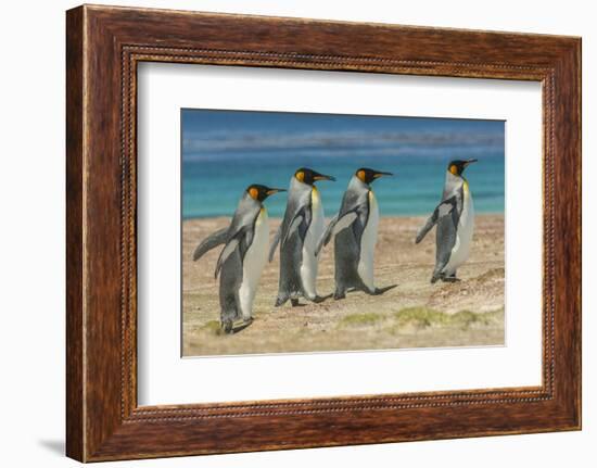 Falkland Islands, East Falkland. King Penguins Walking-Cathy & Gordon Illg-Framed Photographic Print