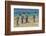 Falkland Islands, East Falkland. King Penguins Walking-Cathy & Gordon Illg-Framed Photographic Print