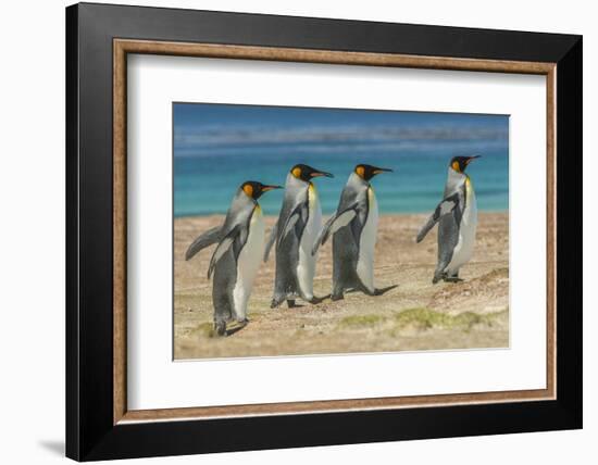 Falkland Islands, East Falkland. King Penguins Walking-Cathy & Gordon Illg-Framed Photographic Print