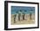 Falkland Islands, East Falkland. King Penguins Walking-Cathy & Gordon Illg-Framed Photographic Print