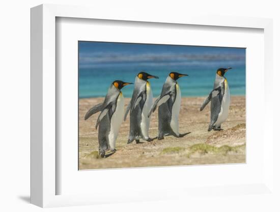 Falkland Islands, East Falkland. King Penguins Walking-Cathy & Gordon Illg-Framed Photographic Print