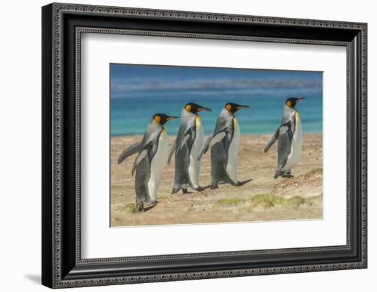 Falkland Islands, East Falkland. King Penguins Walking-Cathy & Gordon Illg-Framed Photographic Print