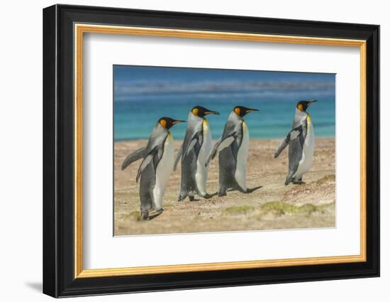 Falkland Islands, East Falkland. King Penguins Walking-Cathy & Gordon Illg-Framed Photographic Print