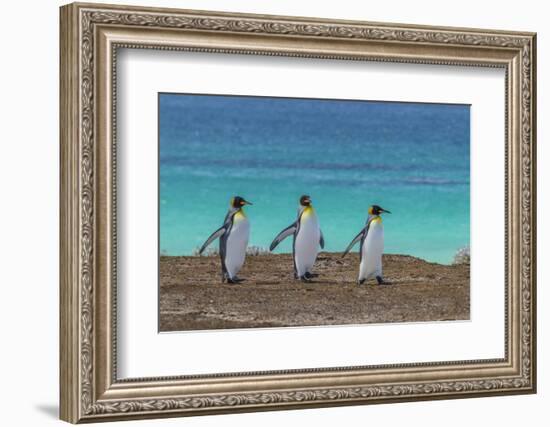 Falkland Islands, East Falkland. King Penguins Walking-Cathy & Gordon Illg-Framed Photographic Print