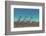 Falkland Islands, East Falkland. King Penguins Walking-Cathy & Gordon Illg-Framed Photographic Print